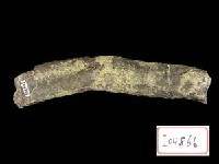 藏品(早坂犀)的圖片